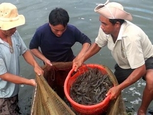 Shrimp exports up 38 percent